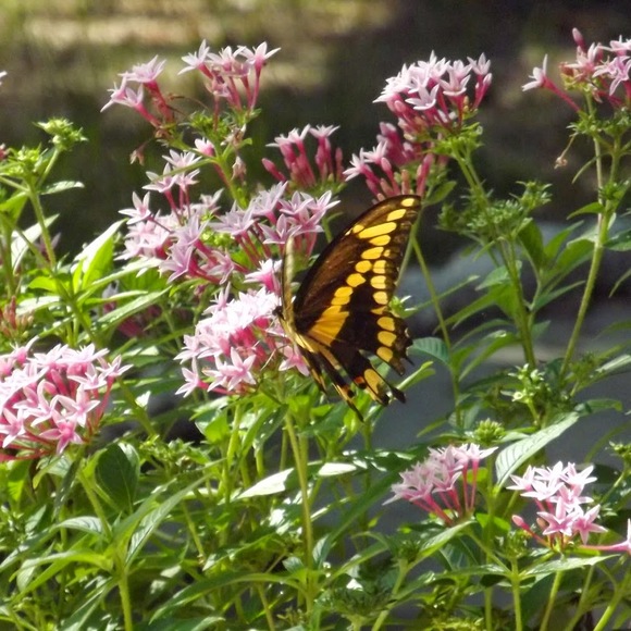 Meet your Posher, Schar - Picture 1 of 1